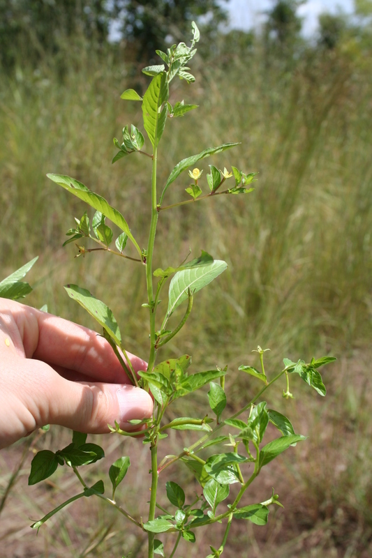 صورة Ludwigia erecta (L.) Hara