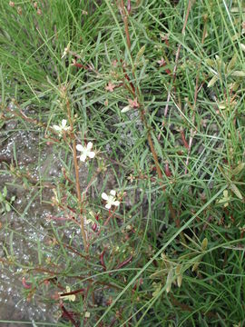 Image of Mexican primrose-willow