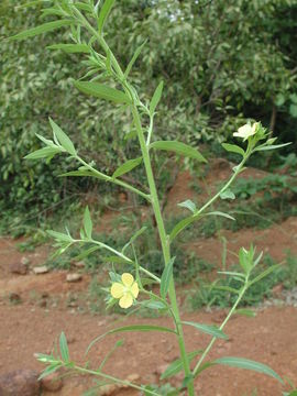 Plancia ëd Ludwigia stenorraphe (Brenan) Hara