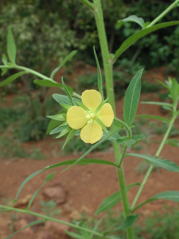 Plancia ëd Ludwigia stenorraphe (Brenan) Hara