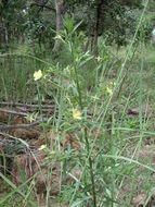 Plancia ëd Ludwigia stenorraphe (Brenan) Hara