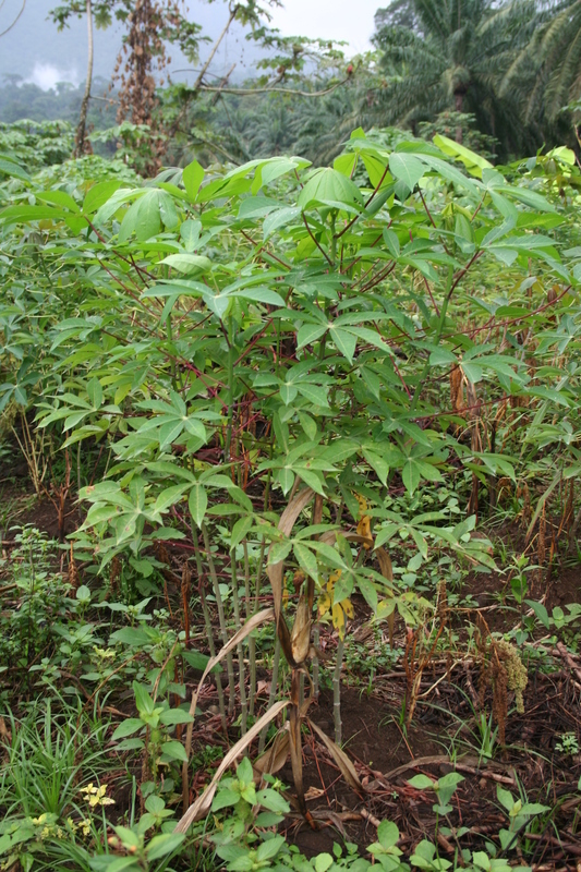 Image of cassava