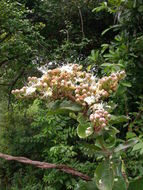 Image of Maranthes polyandra (Benth.) Prance