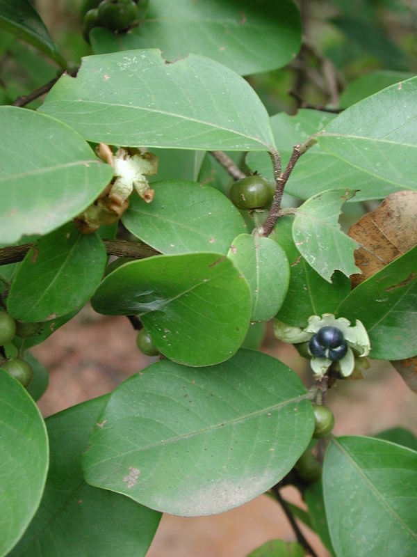 Imagem de Margaritaria discoidea (Baill.) G. L. Webster