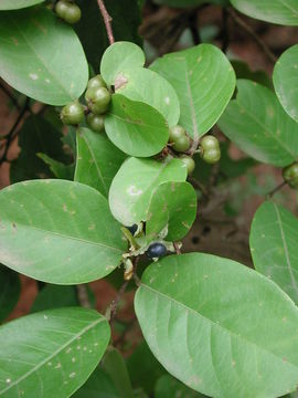 Imagem de Margaritaria discoidea (Baill.) G. L. Webster