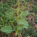 Слика од Amaranthus spinosus L.