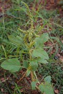 Amaranthus spinosus L. resmi