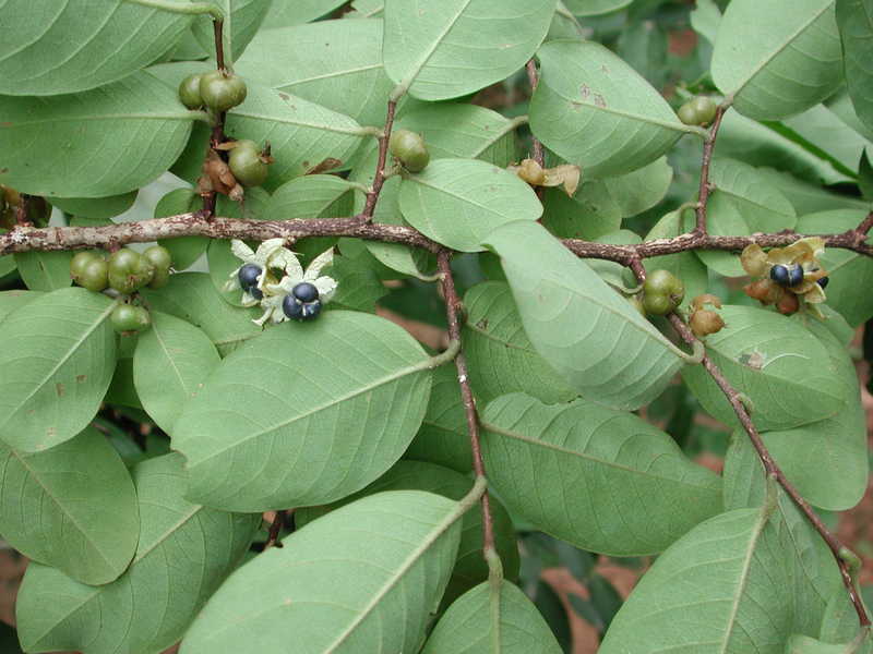 Imagem de Margaritaria discoidea (Baill.) G. L. Webster