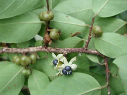 Imagem de Margaritaria discoidea (Baill.) G. L. Webster