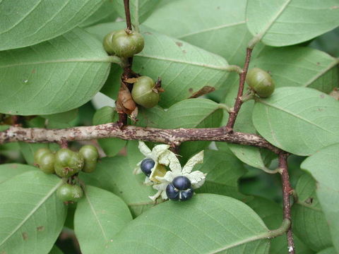 Image of Margaritaria discoidea (Baill.) G. L. Webster