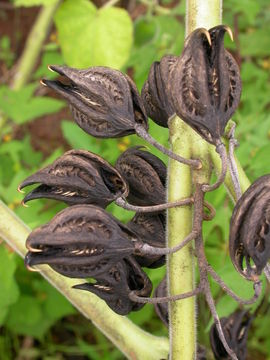 Image of Cat's Claw