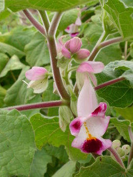 Image of Cat's Claw