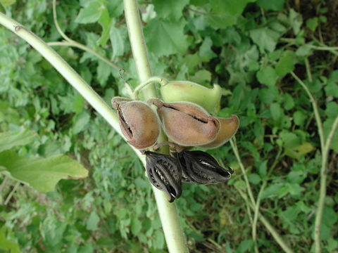 Image of Cat's Claw