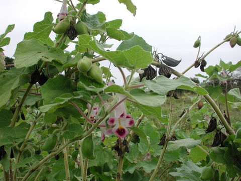 Image of Cat's Claw