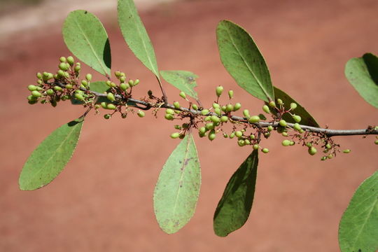 Image of Confetti tree