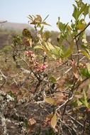 Image of Confetti tree