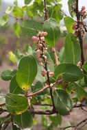 Image of Confetti tree