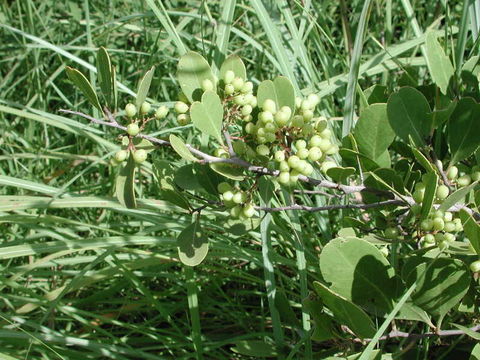 Image of Confetti tree