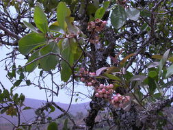 Image of Confetti tree