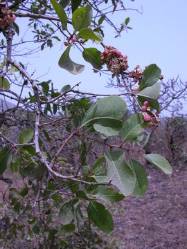 Image of Confetti tree