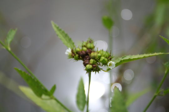 野路葵的圖片