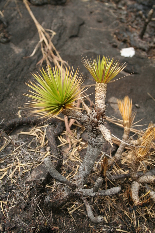 Image of <i>Microdracoides squamosus</i> Hua