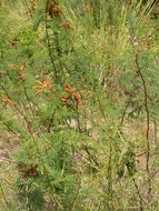 Plancia ëd Mimosa pigra L.