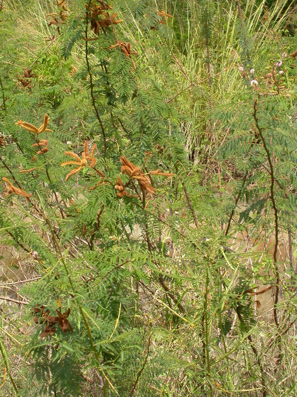 Image of Sensitive weed