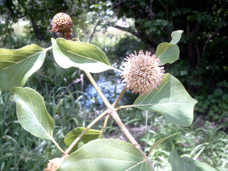 Mitragyna inermis (rights holder: Marco Schmidt)