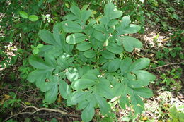 Image of Amorphophallus johnsonii N. E. Br.