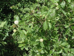 Image of Mitragyna inermis (Willd.) Kuntze
