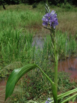 Image of Monochoria brevipetiolata Verdc.