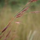 Image of Oat grass