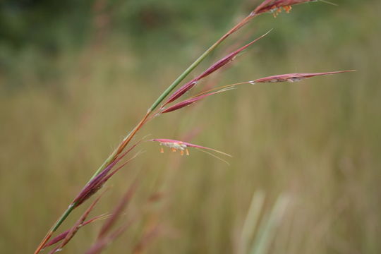 Image of Oat grass