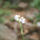 Image de Murdannia simplex (Vahl) Brenan