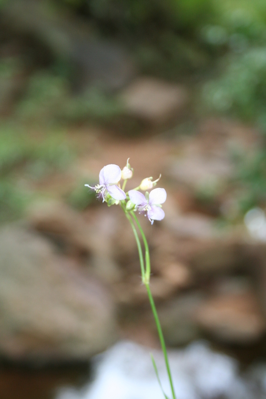 Sivun Murdannia simplex (Vahl) Brenan kuva