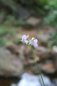 Sivun Murdannia simplex (Vahl) Brenan kuva