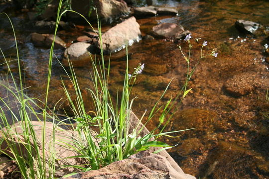 Image of Murdannia simplex (Vahl) Brenan