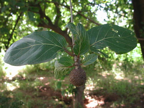 Image de Nauclea latifolia Sm.