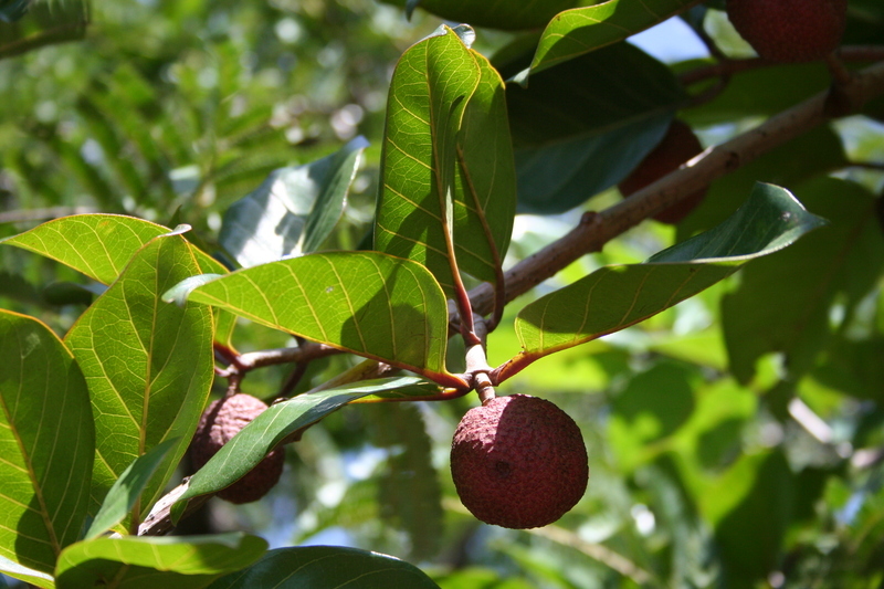 Image of Nauclea latifolia Sm.