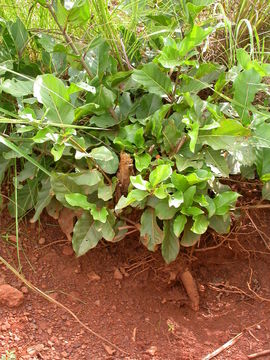 Image de Nauclea latifolia Sm.