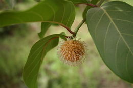 Imagem de Nauclea latifolia Sm.