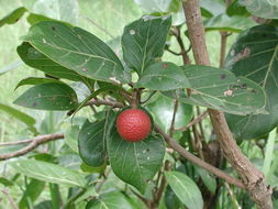 Imagem de Nauclea latifolia Sm.