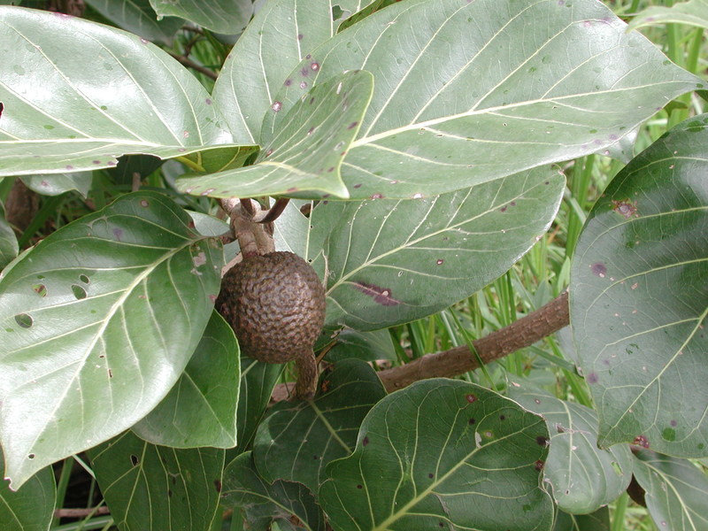 Imagem de Nauclea latifolia Sm.