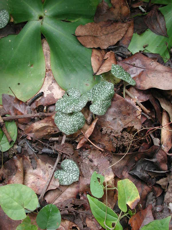 Image of Nervilia adolphi Schltr.