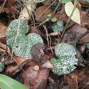 Image of Nervilia adolphi Schltr.