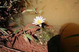 Image of Blue Egyptian lotus