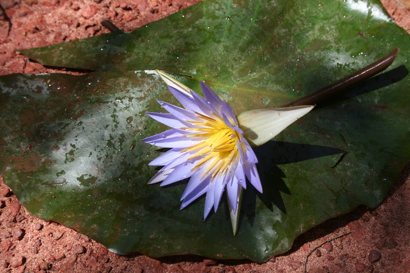 Image of Blue Egyptian lotus