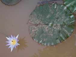 Image of Blue Egyptian lotus