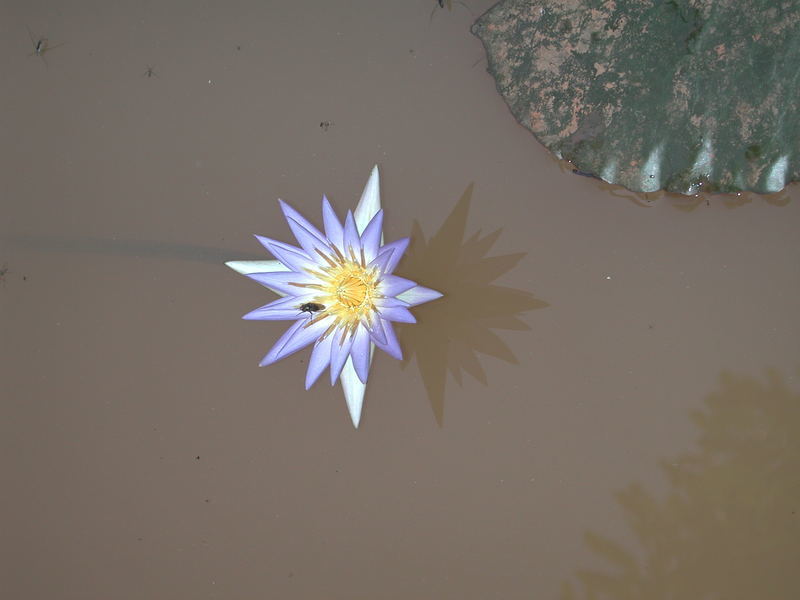 Image of Blue Egyptian lotus